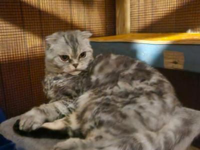 Taffy Scottish Fold X Selkirk Rex Pending Pick Up - Scottish Fold - Gallery Photo #1