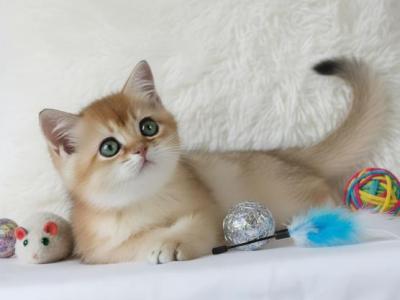 Ginger - British Shorthair - Gallery Photo #1