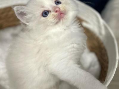 Christmas Kitties Can Leave Christmas Eve - Ragdoll - Gallery Photo #1