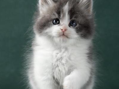 Oliver - Siberian - Gallery Photo #1