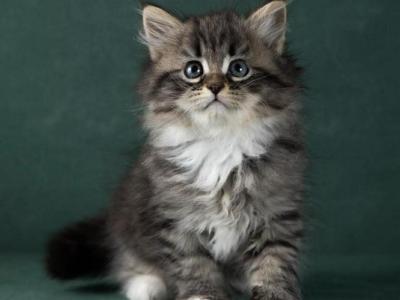 Orion - Siberian - Gallery Photo #1