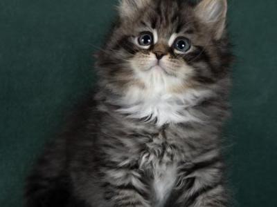 Olimpus - Siberian - Gallery Photo #1