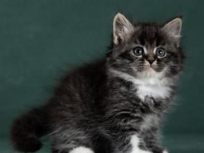 Onix - Siberian - Gallery Photo #1