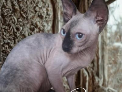 DEET Dynasty Cattery - Sphynx - Gallery Photo #1