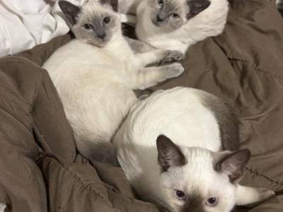 Macy Kittens - Siamese - Gallery Photo #1