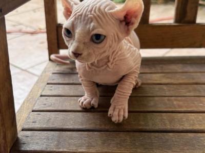 Girls - Sphynx - Gallery Photo #1