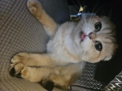 Scottish Fold - Scottish Fold - Gallery Photo #1