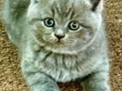 British Shorthair Blue Male PERFECT CHRISTMAS GIFT - British Shorthair - Gallery Photo #1