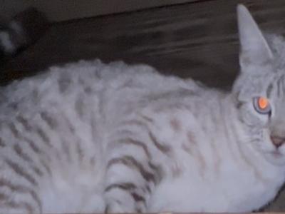 Seal Lynx Point Young Adult Queen TICA - Bengal - Gallery Photo #1