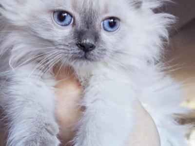 Jenna - Ragdoll - Gallery Photo #1
