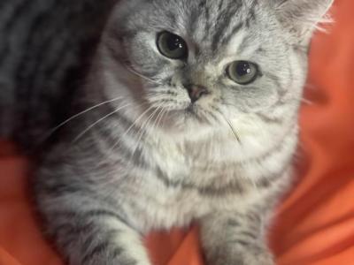 Sol - British Shorthair - Gallery Photo #1
