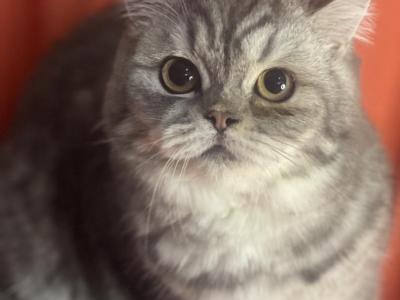 Sally - British Shorthair - Gallery Photo #1