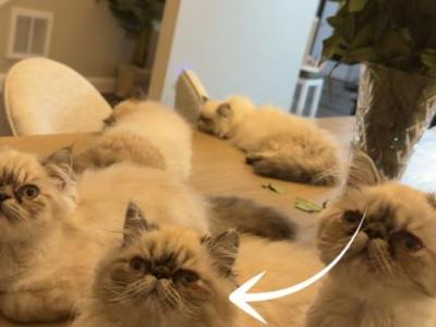 Tiger - Himalayan - Gallery Photo #1