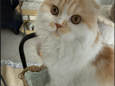 Millie - Scottish Fold - Gallery Photo #1