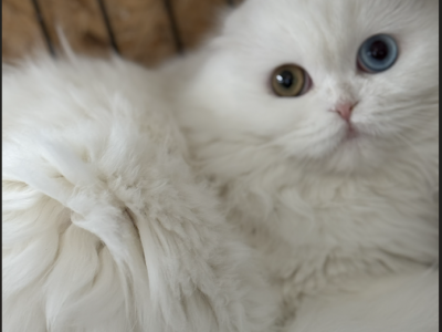 Teddy - Scottish Fold - Gallery Photo #1