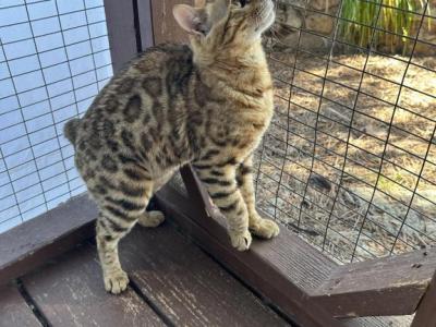 Stella - Manx - Gallery Photo #1