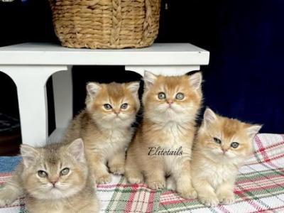 British Golden Kittens - British Shorthair - Gallery Photo #1