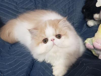 Celeste - Persian - Gallery Photo #1