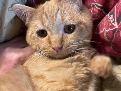 Orange British Shorthair Kitten - British Shorthair - Gallery Photo #1