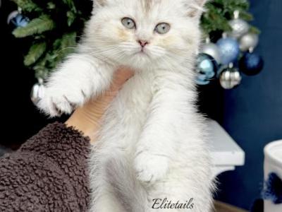 Scottish Straight Kitten - Scottish Straight - Gallery Photo #1