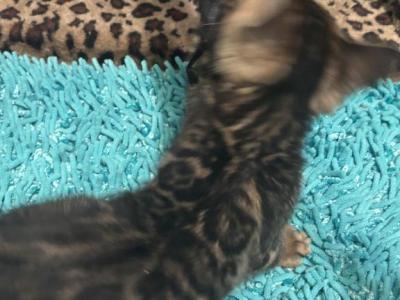 2 Males Delivery Available - Bengal - Gallery Photo #1