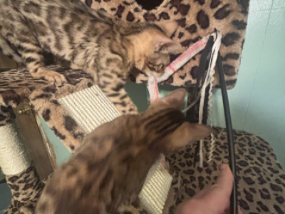 Female Available Male Sold - Bengal - Gallery Photo #1