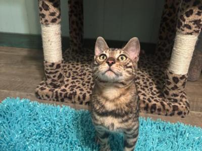 1 Male Available 2 Males Sold - Bengal - Gallery Photo #1