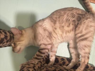Snow Female - Bengal - Gallery Photo #1