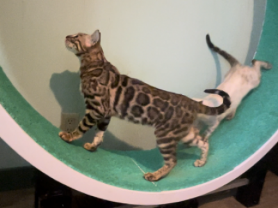Older Kittens - Bengal - Gallery Photo #1
