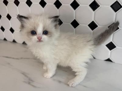 Ragdoll Seal Point Female - Ragdoll - Gallery Photo #1