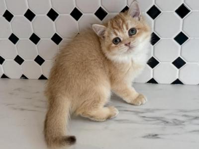 British Shorthair Golden Female - British Shorthair - Gallery Photo #1