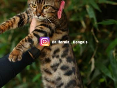 Chanel - Bengal - Gallery Photo #1