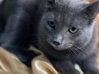 Russian Blue Male - Russian Blue - Gallery Photo #1