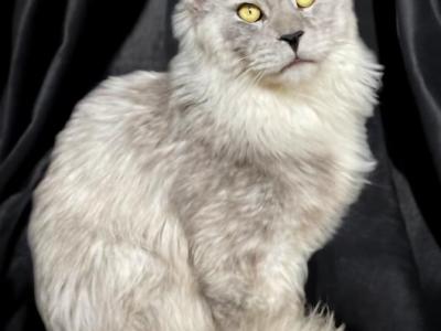 Stud Service - Maine Coon - Gallery Photo #1