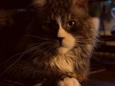 FOR STUD   I   Prince Charming - Maine Coon - Gallery Photo #1