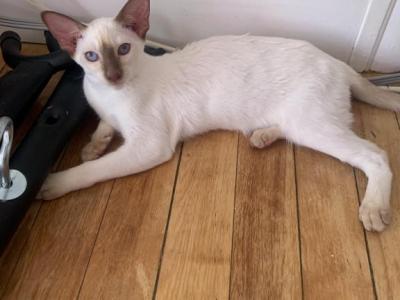 Chloe - Oriental - Gallery Photo #1