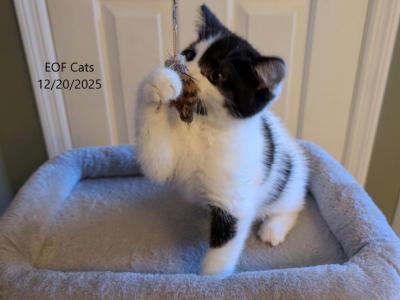 Bob - Scottish Fold - Gallery Photo #1