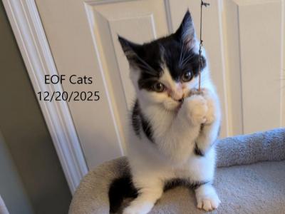 Clyde - Scottish Fold - Gallery Photo #1