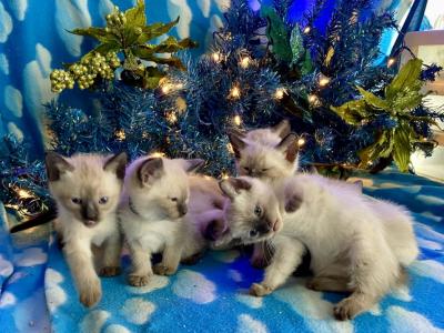 Solban - Siamese - Gallery Photo #1