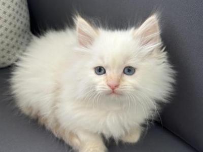 Lil Jonathan - Siberian - Gallery Photo #1