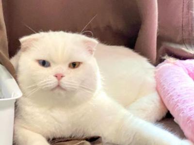 Love - Scottish Fold - Gallery Photo #1