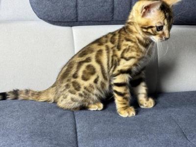 New Year Kitty - Bengal - Gallery Photo #1