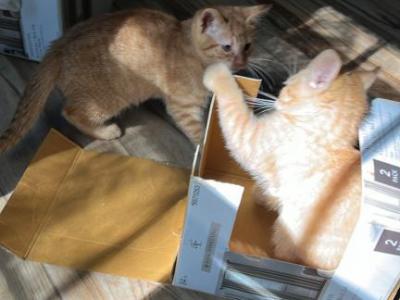 2 Tigers - American Shorthair - Gallery Photo #1