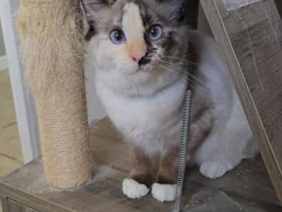 Snowshoe Siamese Kittens From Tostito - Siamese - Gallery Photo #1