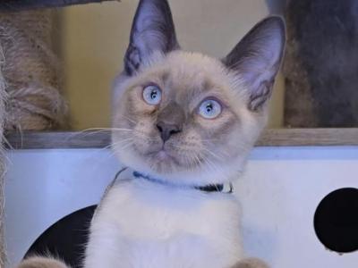 Honeybun - Siamese - Gallery Photo #1