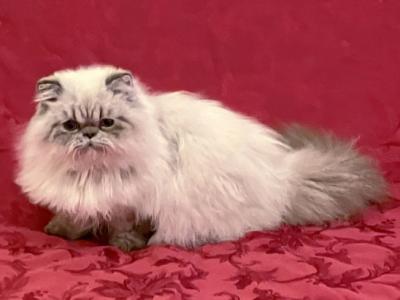 Meet Shadow   Seal Lynx Point Kitten - Himalayan - Gallery Photo #1