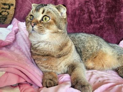 Jojo - Scottish Fold - Gallery Photo #1