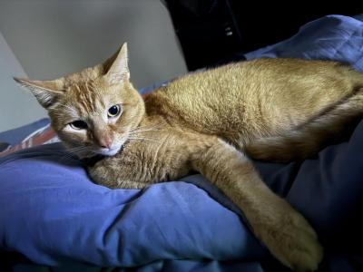 Cash - Abyssinian - Gallery Photo #1
