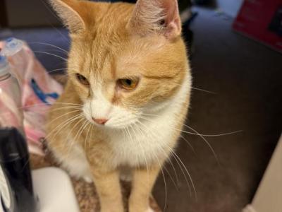 Mini - Abyssinian - Gallery Photo #1