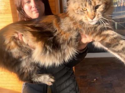 A25 - Maine Coon - Gallery Photo #1